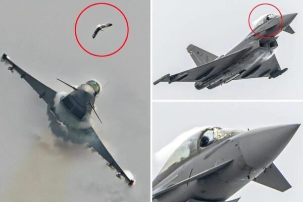 Murcie : un goéland percute un Eurofighter Typhoon et brise le cockpit en plein vol